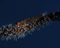   Sitting whipcoral image taken Nikon D850 105mm macro lens f8 1250th ISO 100 Exp 1/250th, 1250th, 250th, -5  